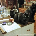 Cats expecting a good show.
