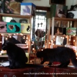 Jelly Bean and Hamlet inspect my display.