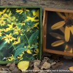 Trays featuring autumn photos.