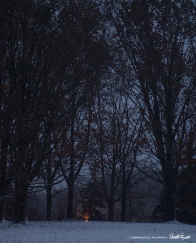 A light in the woods.