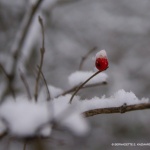A berry with a hat.