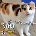 Rescue, Foster, Rehome, Repeat 2019: Pittsburgh C.A.T. 2019 Calendar