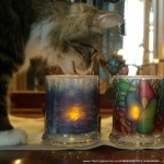 Mariposa approves these votives.