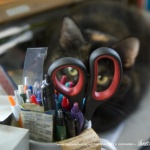 Sienna, Office Cat