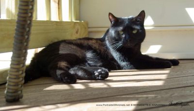 black cat in sun