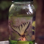 Butterflies Votive, small