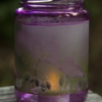Cranesbill Geraniums votive