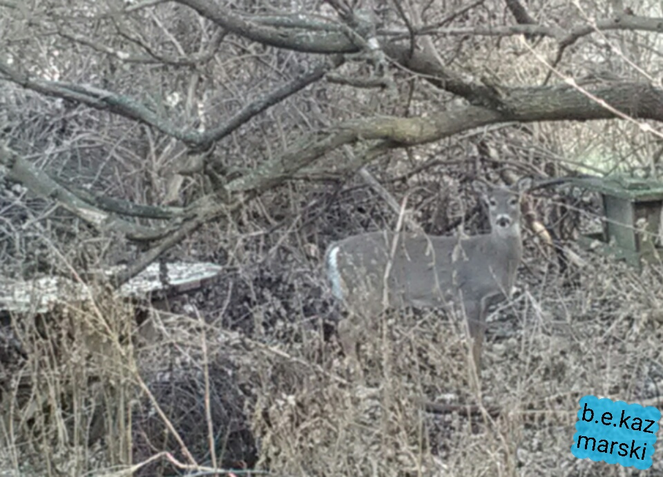 white-tailed deer