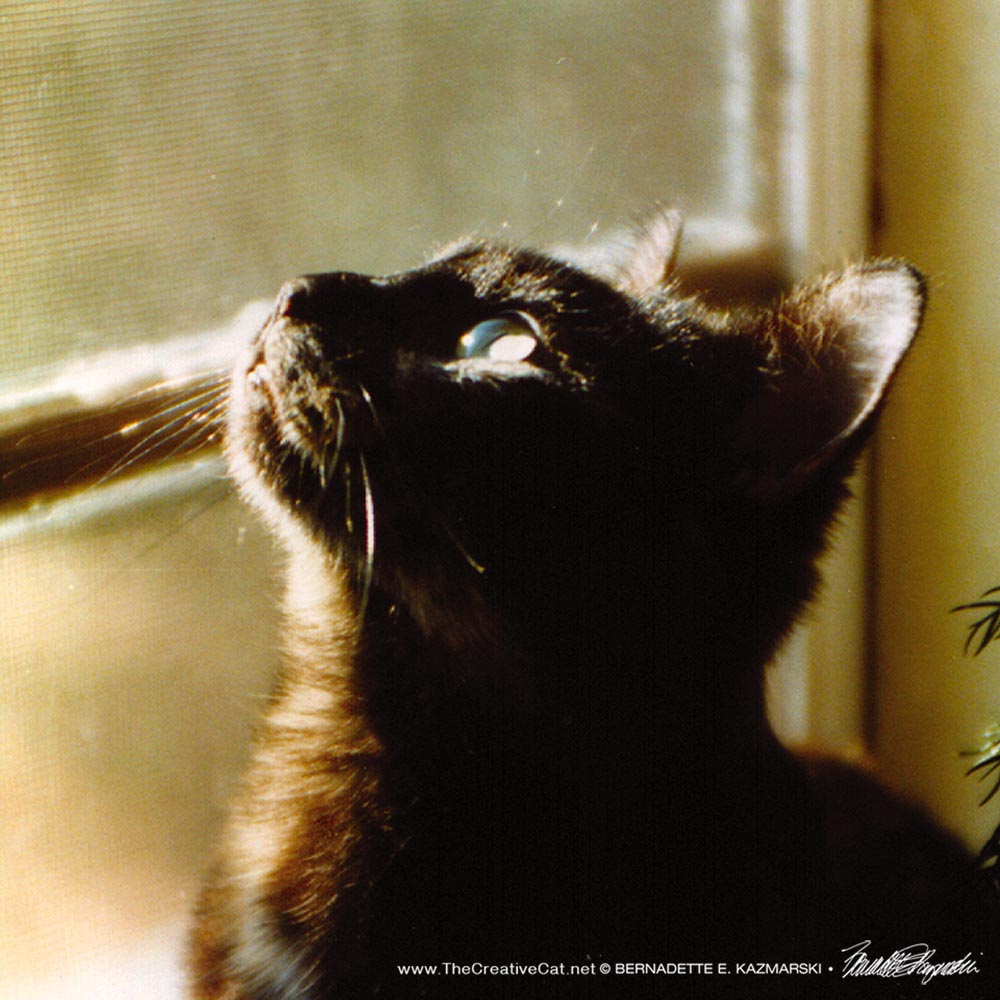 tortoiseshell cat looking out window