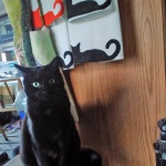black cat with black cat designs