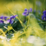 violets