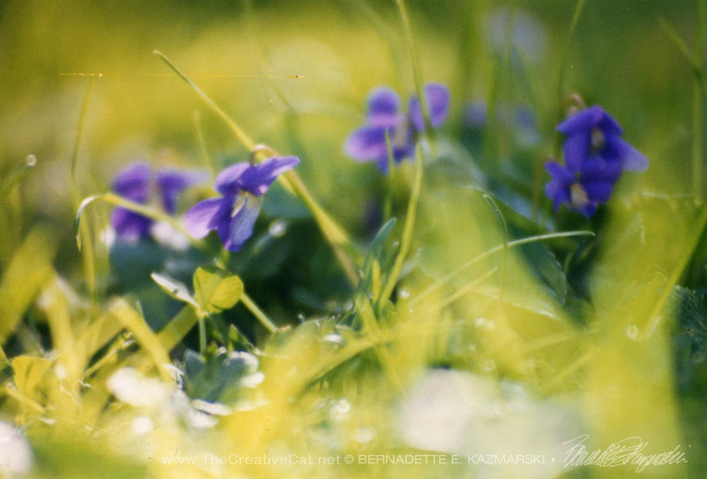 violets