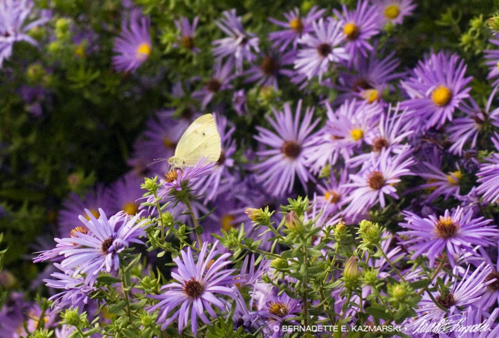 Cabbage White Butterfly on Asters, Butterfly Photo