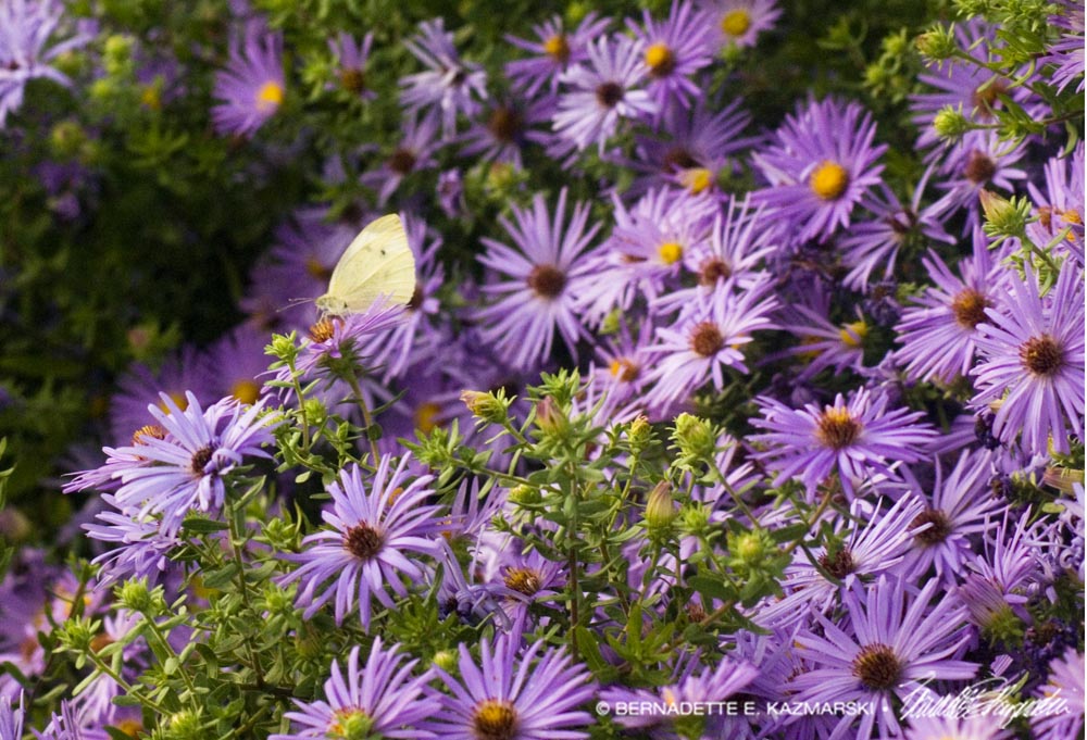 Cabbage White Butterfly on Asters, Butterfly Photo