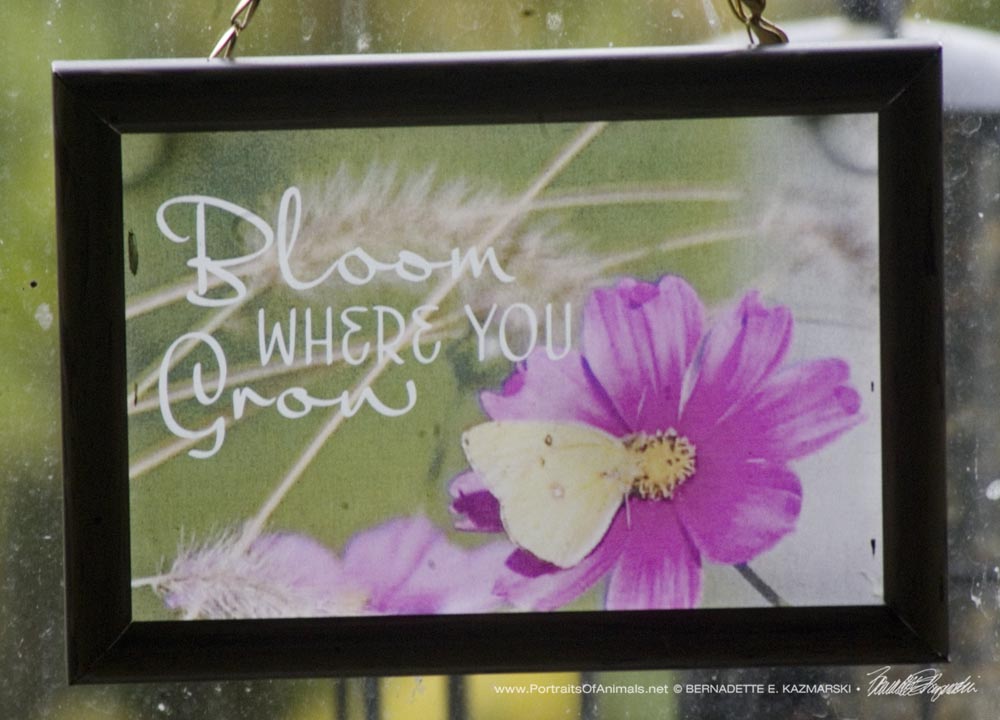 Bloom Where You Grow Suncatcher