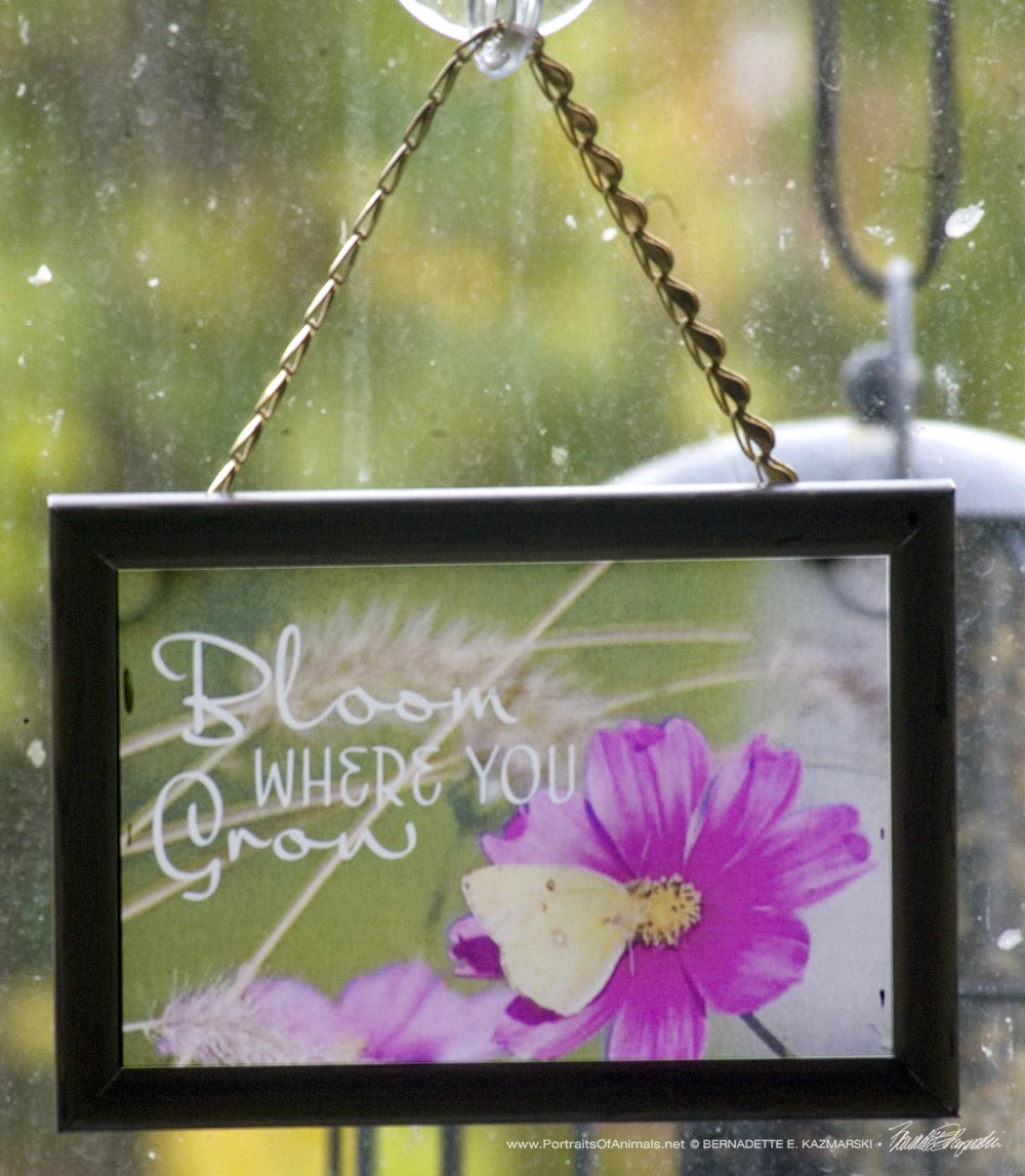 Bloom Where You Grow Suncatcher