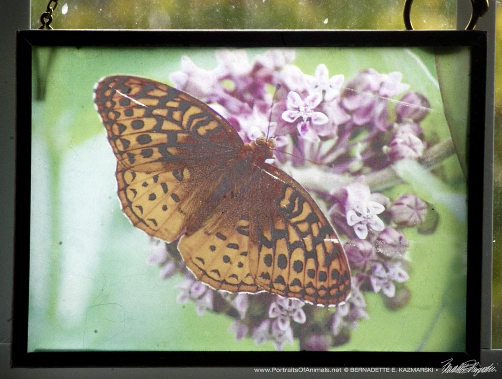 Butterfly on Milkweed Suncatcher
