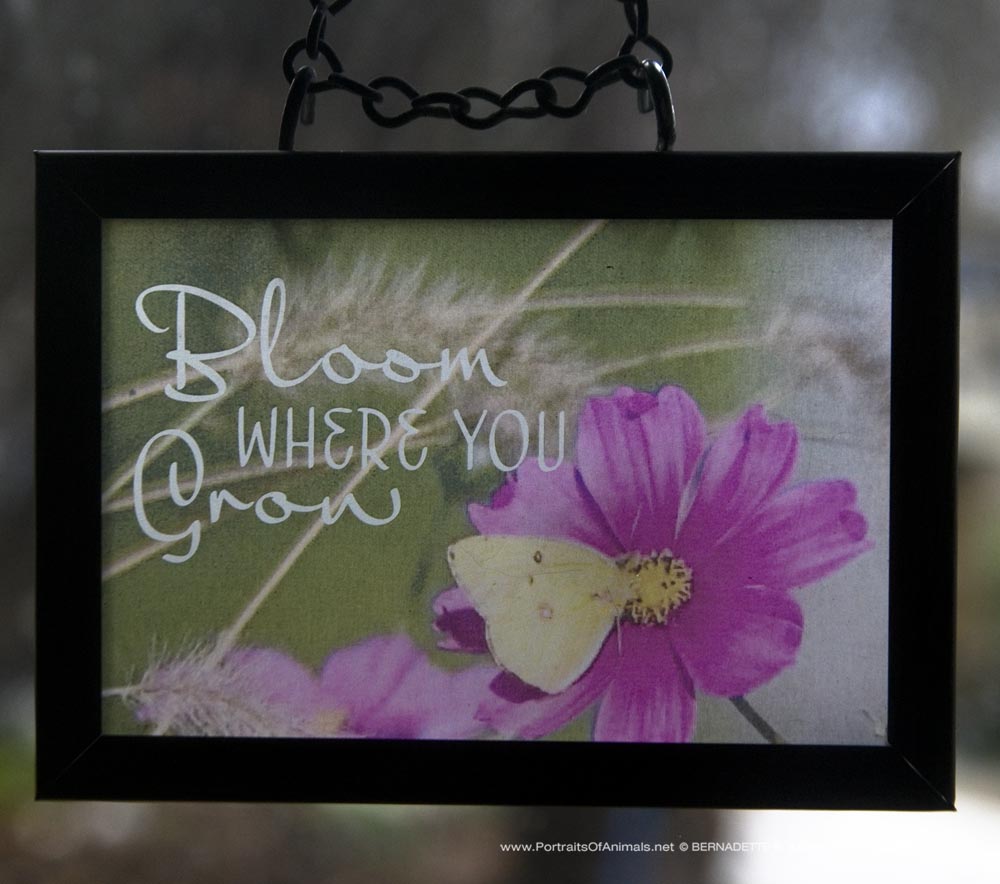 Suncatcher in recycled picture frame