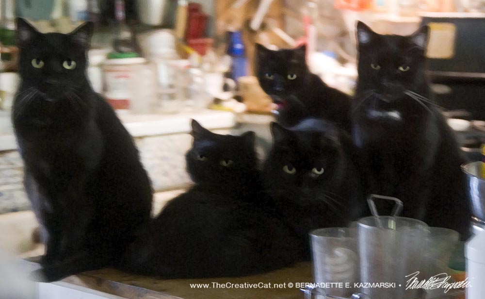 five black cats