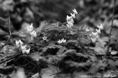 spring flowers
