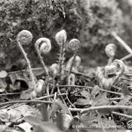 fiddleheads