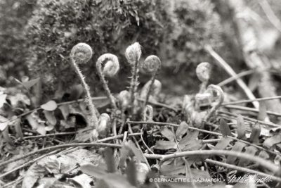 fiddleheads