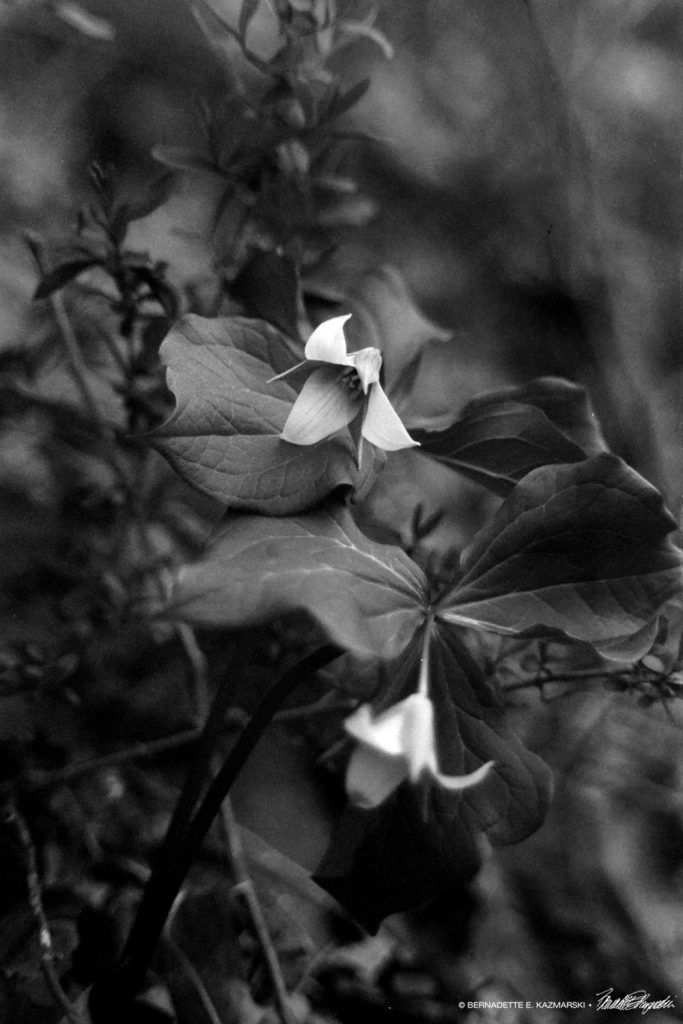 trillium