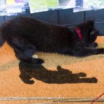 Cat mats!