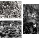 three black and white photos