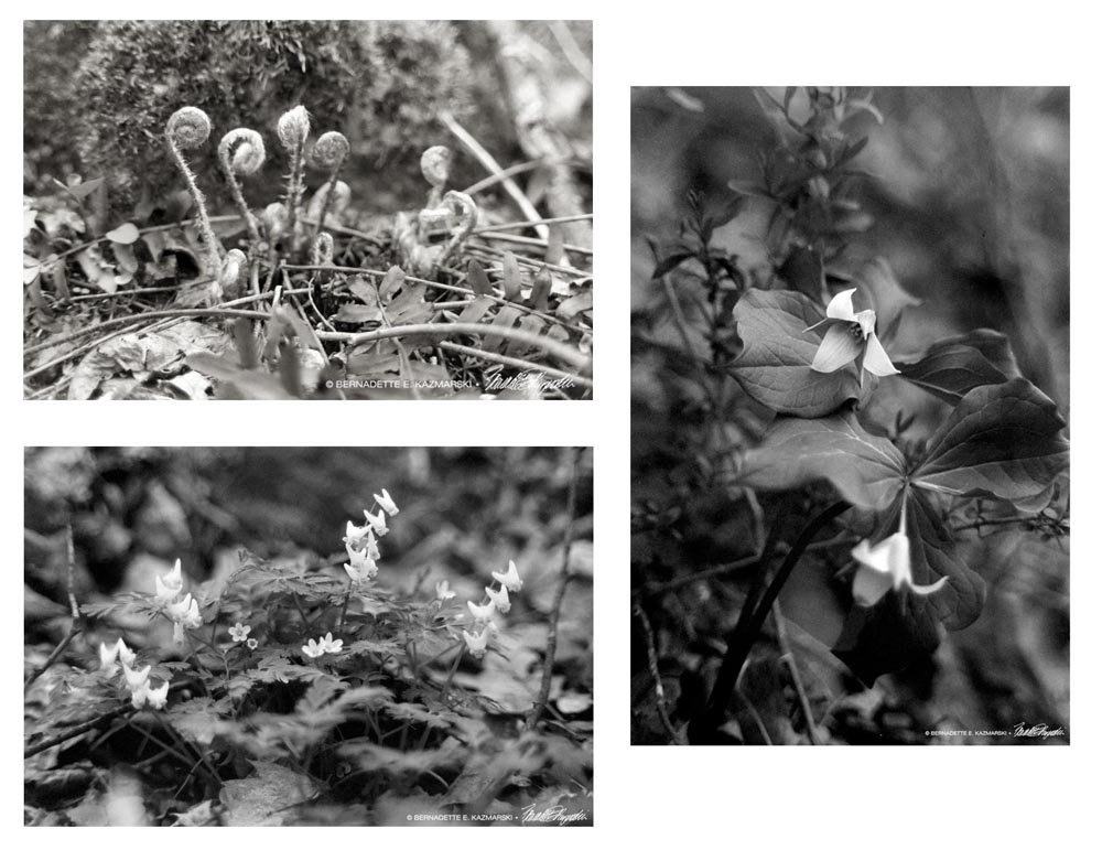three black and white photos