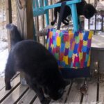 Mewsette and Mimi model the new tote.