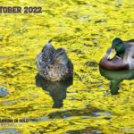 Desktop calendar, 1280 x 1024 for square and laptop monitors.