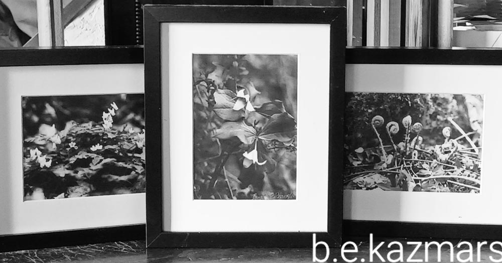 The Woods in Black and White, framed set.