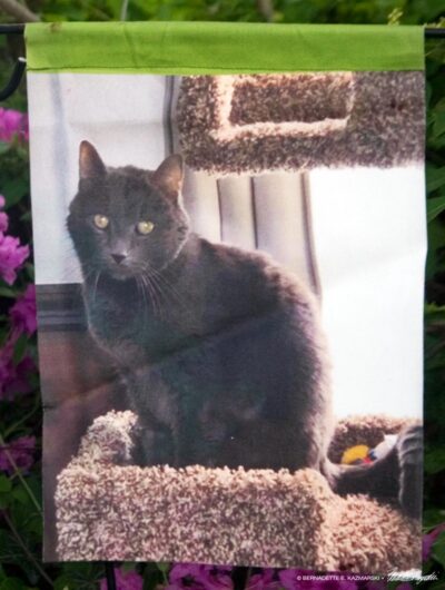 gray cat on memorial garden flag