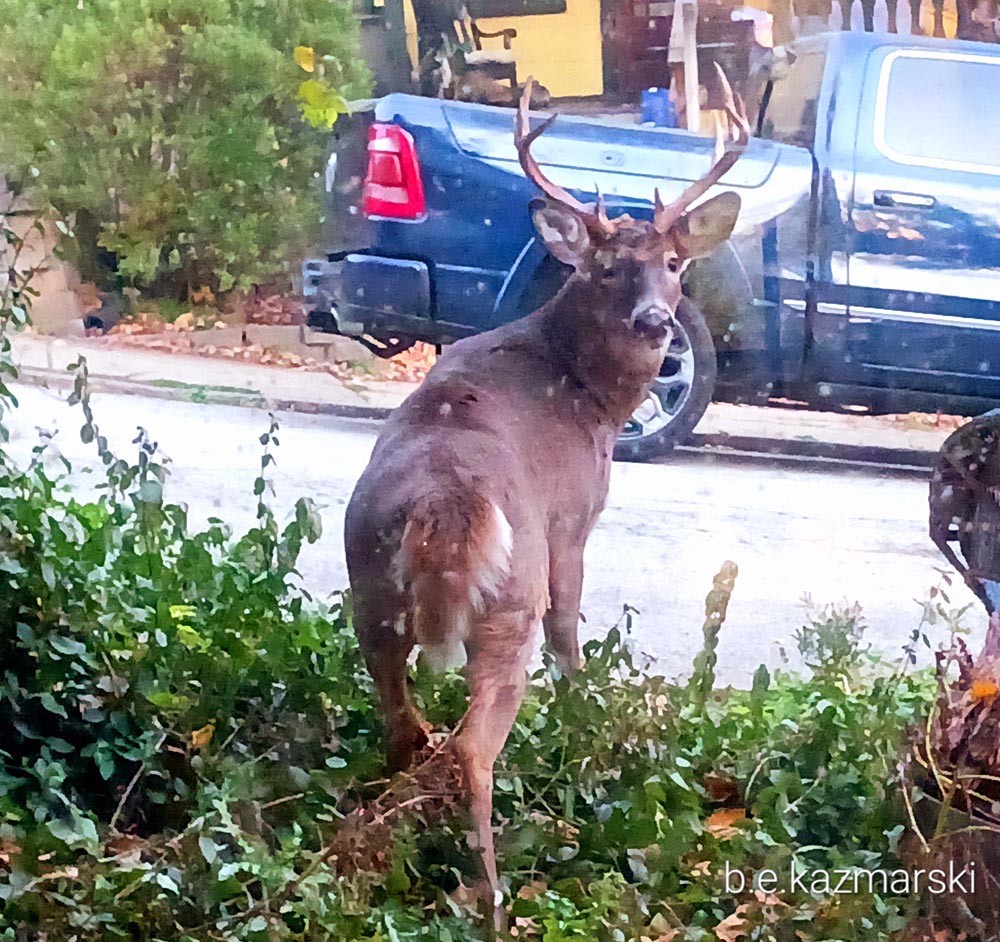 The buck in my front yard.