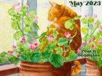 Featured Artwork and May Desktop Calendar: Peach Begonias