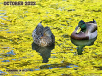 October Nature Desktop Calendar: Swimming in Gold